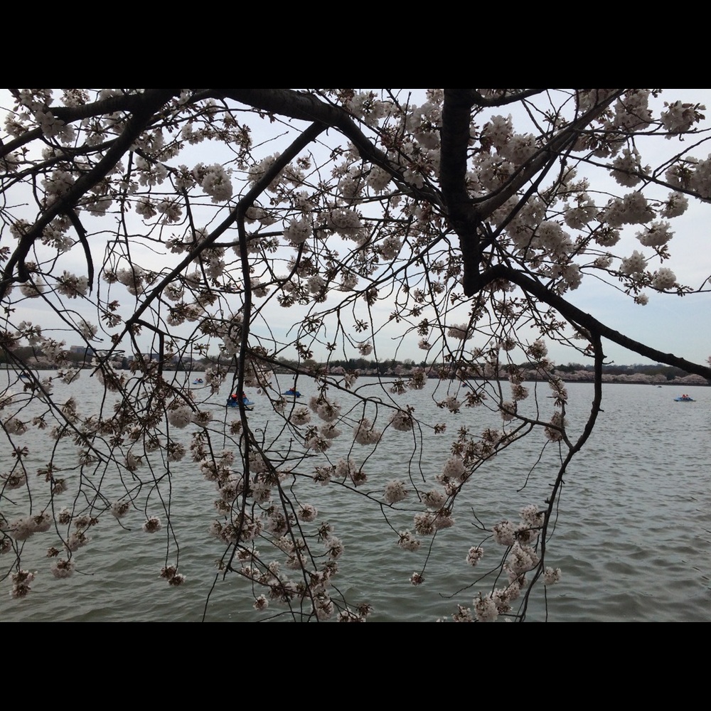 Meet your Posher, Saba